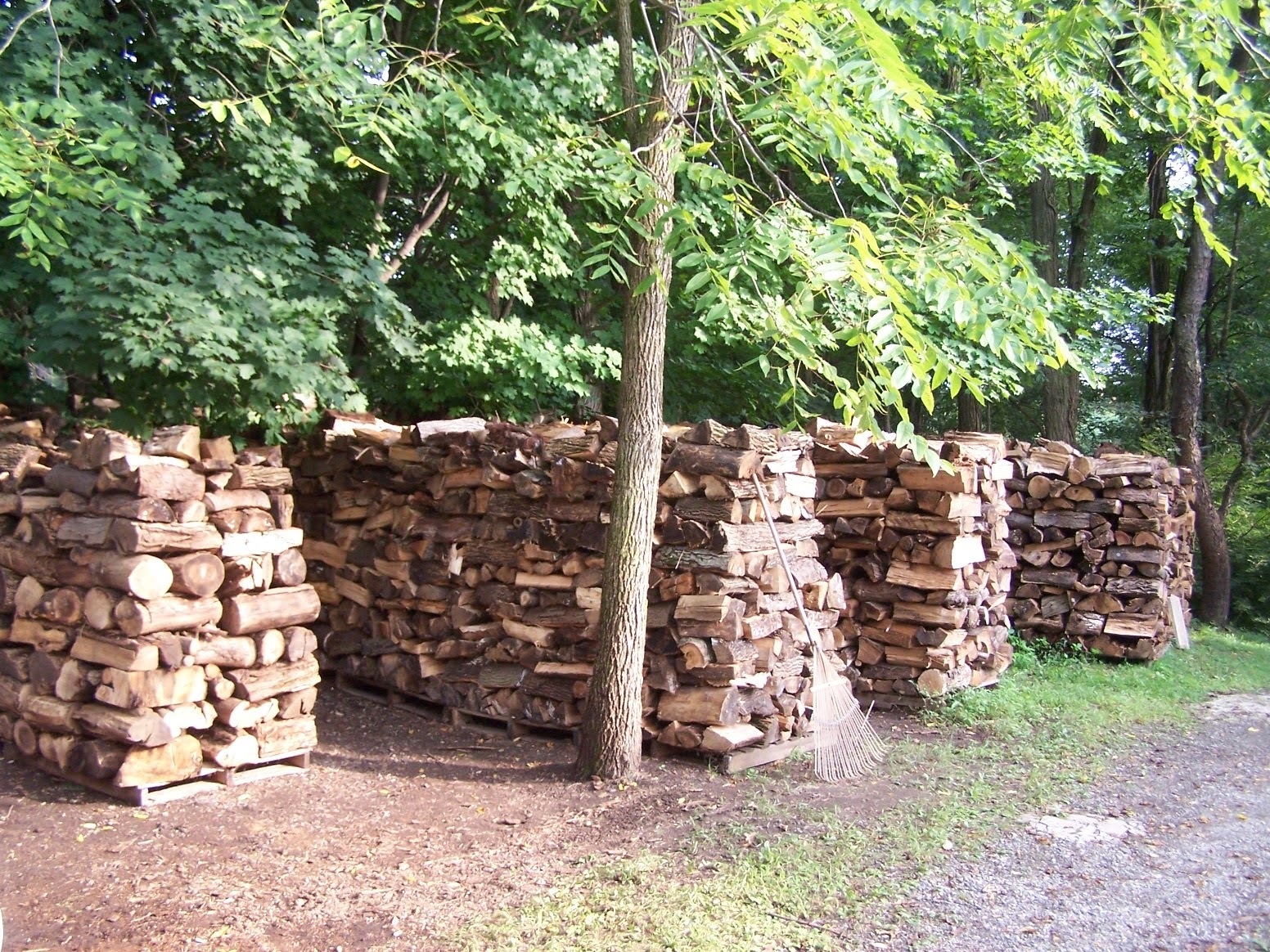 Four enormous cords of split hardwood stacked on pallets in the summer driveway